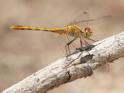 J19_3640 Diplacodes bipunctata imm male.JPG